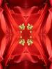 Amaryllis I