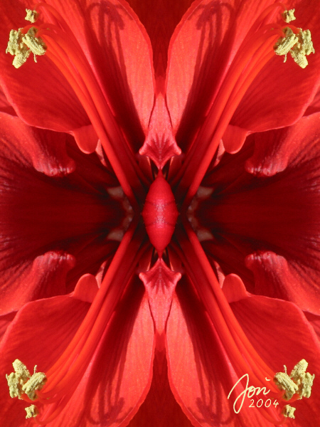 Amaryllis II - Fotokollage